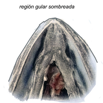 merluccius senegalensis_cabezabis.jpg